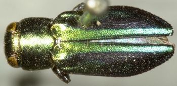 Media type: image;   Entomology 8111 Aspect: habitus dorsal view